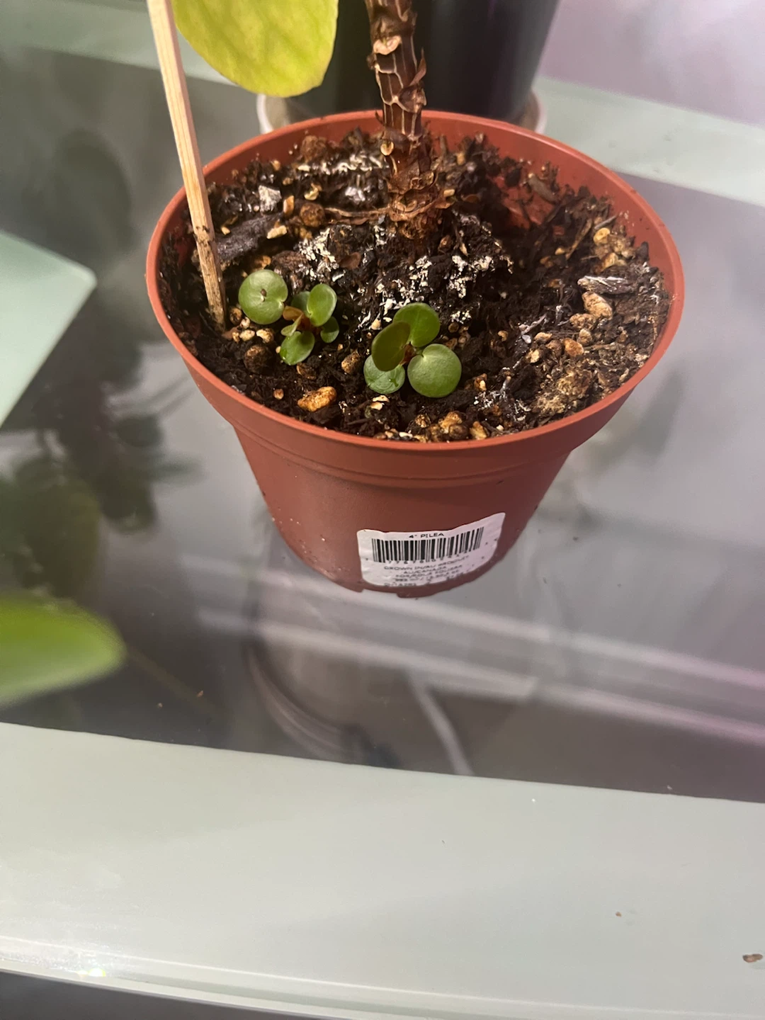 Chinese Money Plant (Pilea Peperomioides) - photo 4