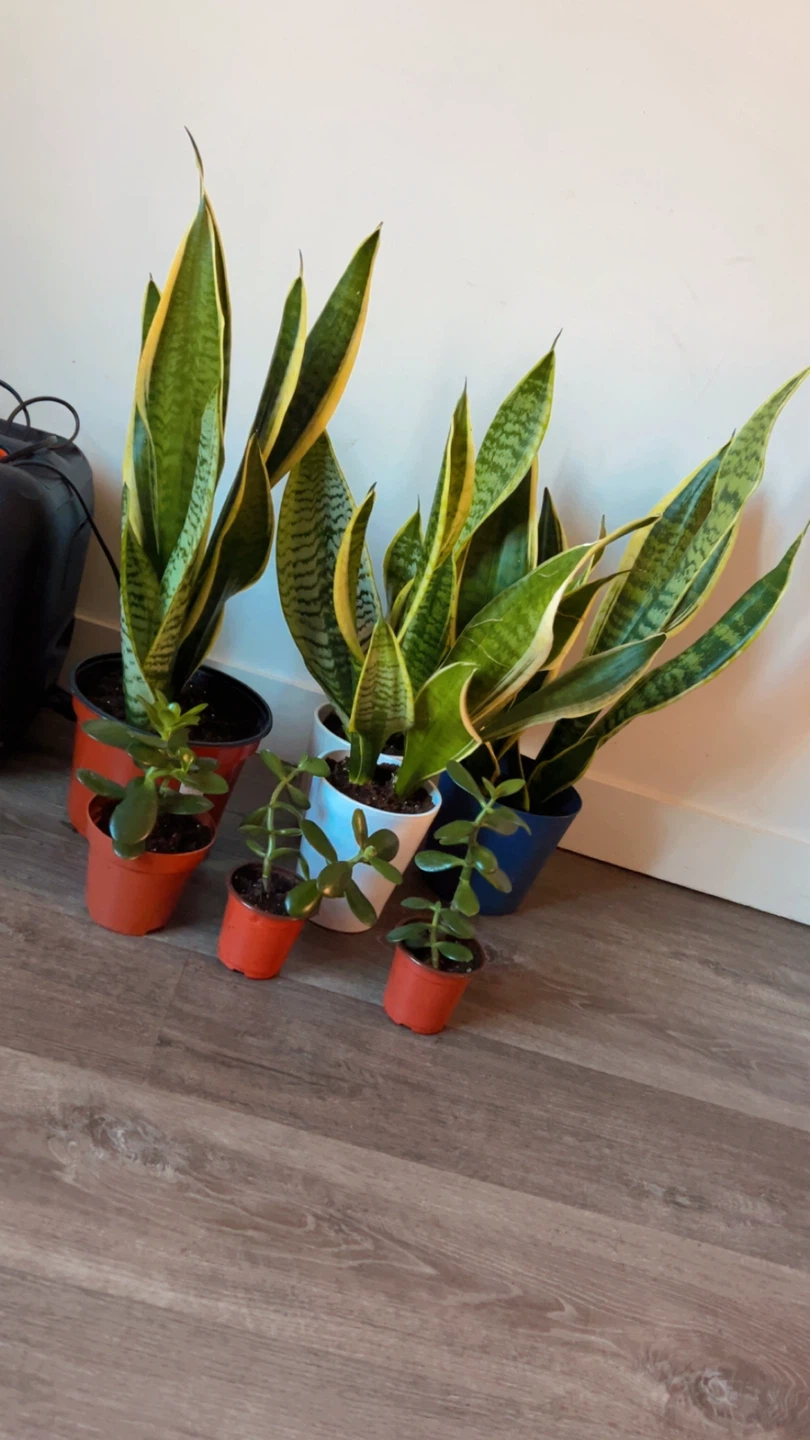 Snake Plant and Jade Plant Collection $20 & $10 or 2 x $15