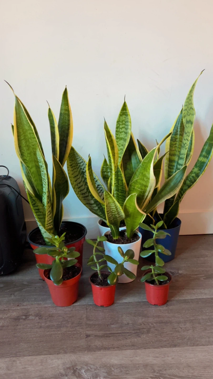 Snake Plant and Jade Plant Collection $20 & $10 or 2 x $15 - photo 2