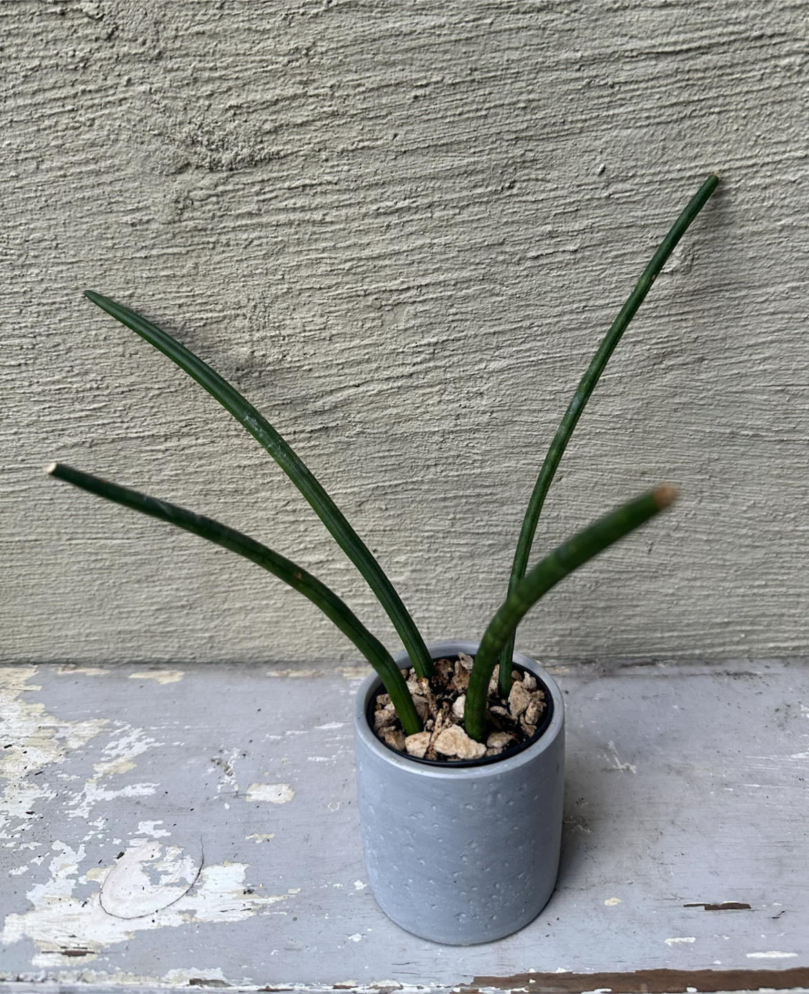 Small Sansevieria Cylindrica in 2.5” Gray Concrete Pot