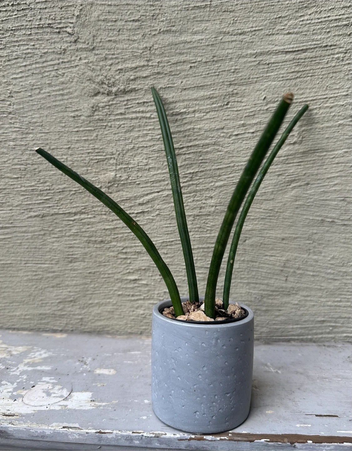 Small Sansevieria Cylindrica in 2.5” Gray Concrete Pot - photo 2