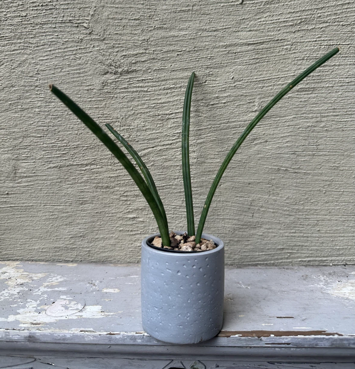Small Sansevieria Cylindrica in 2.5” Gray Concrete Pot - photo 3