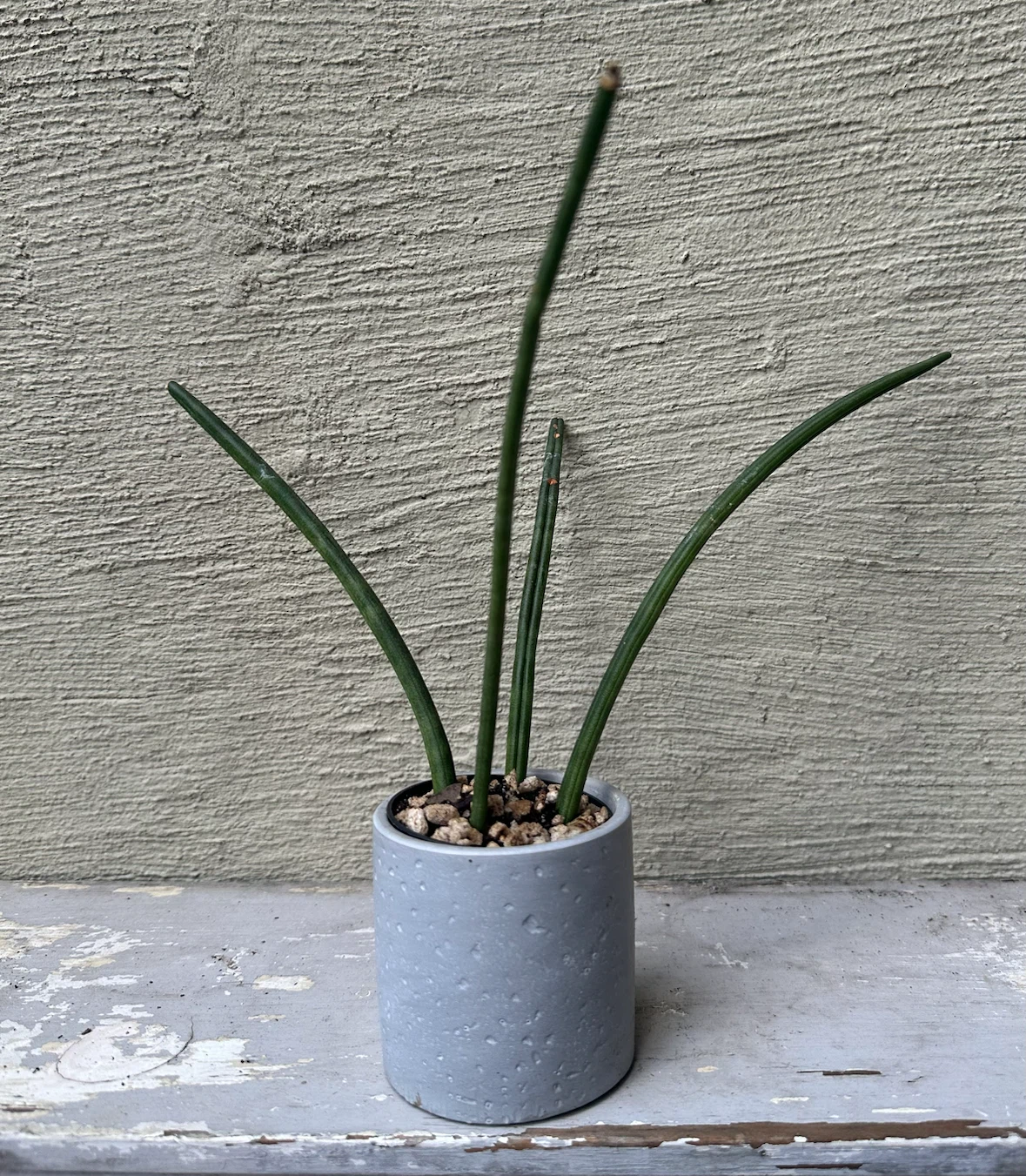 Small Sansevieria Cylindrica in 2.5” Gray Concrete Pot - photo 4