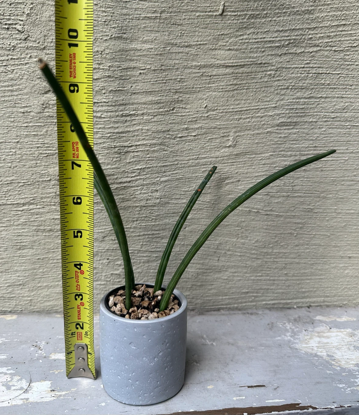 Small Sansevieria Cylindrica in 2.5” Gray Concrete Pot - photo 5