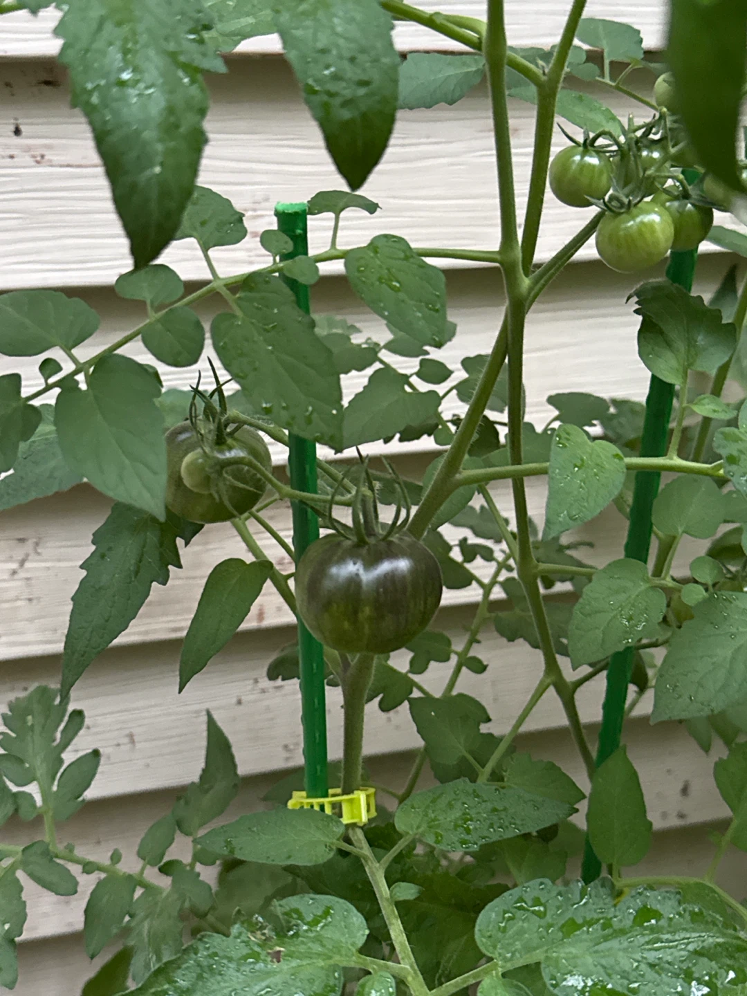 Spadina House  garden  sourced heirloom Tomatoes Variety