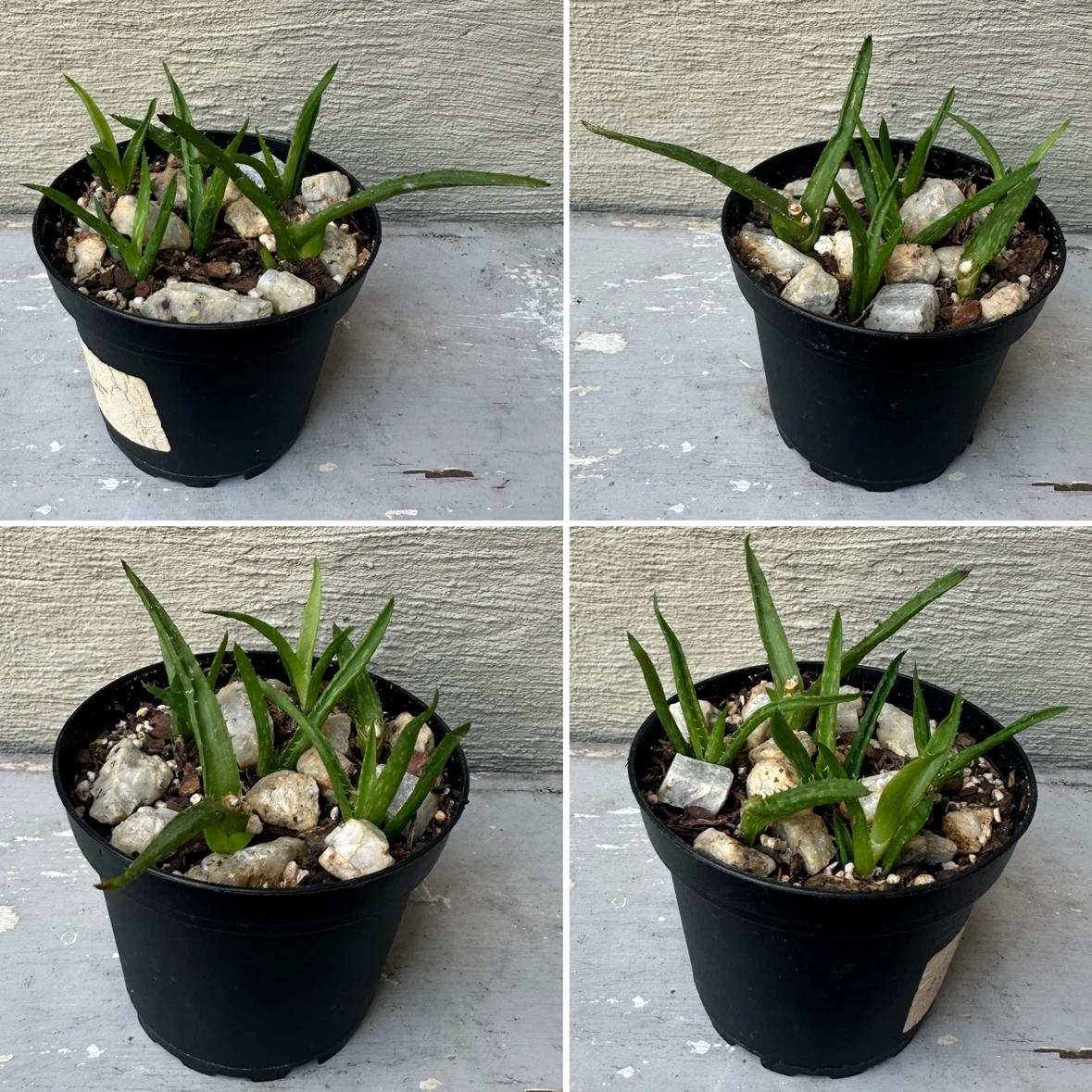 3” Potted Tiger Tooth Aloe Plant Propagated + $2 outer pot - photo 2