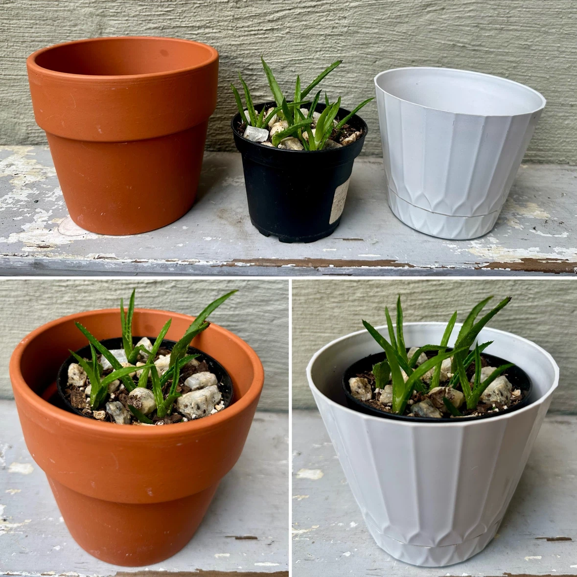 3” Potted Tiger Tooth Aloe Plant Propagated + $2 outer pot - photo 3