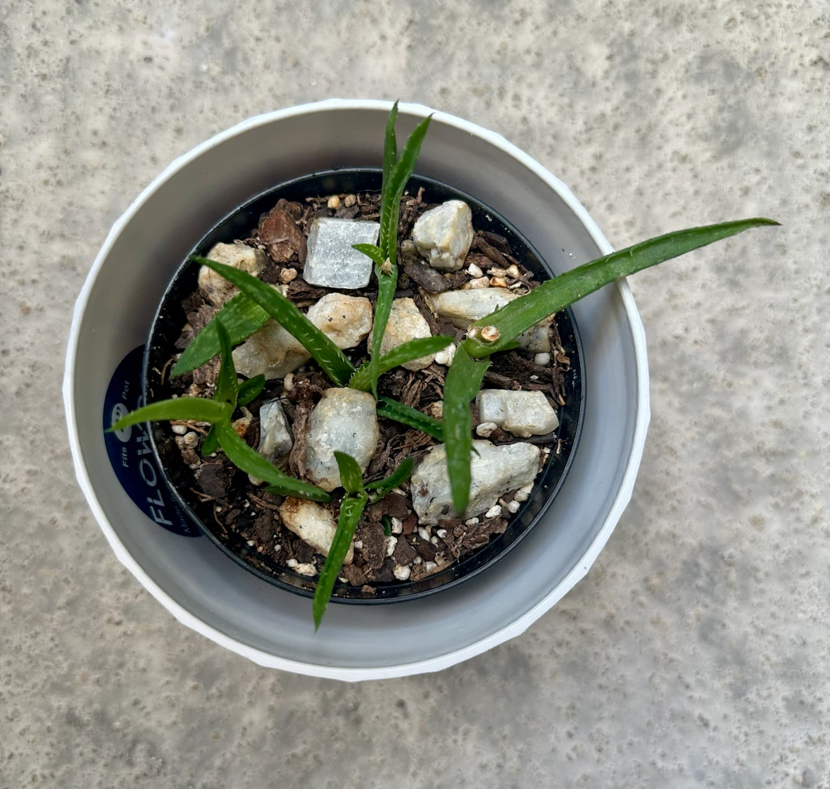 3” Potted Tiger Tooth Aloe Plant Propagated + $2 outer pot - photo 4