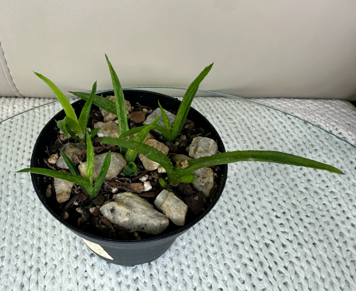 3” Potted Tiger Tooth Aloe Plant Propagated + $2 outer pot - photo 5