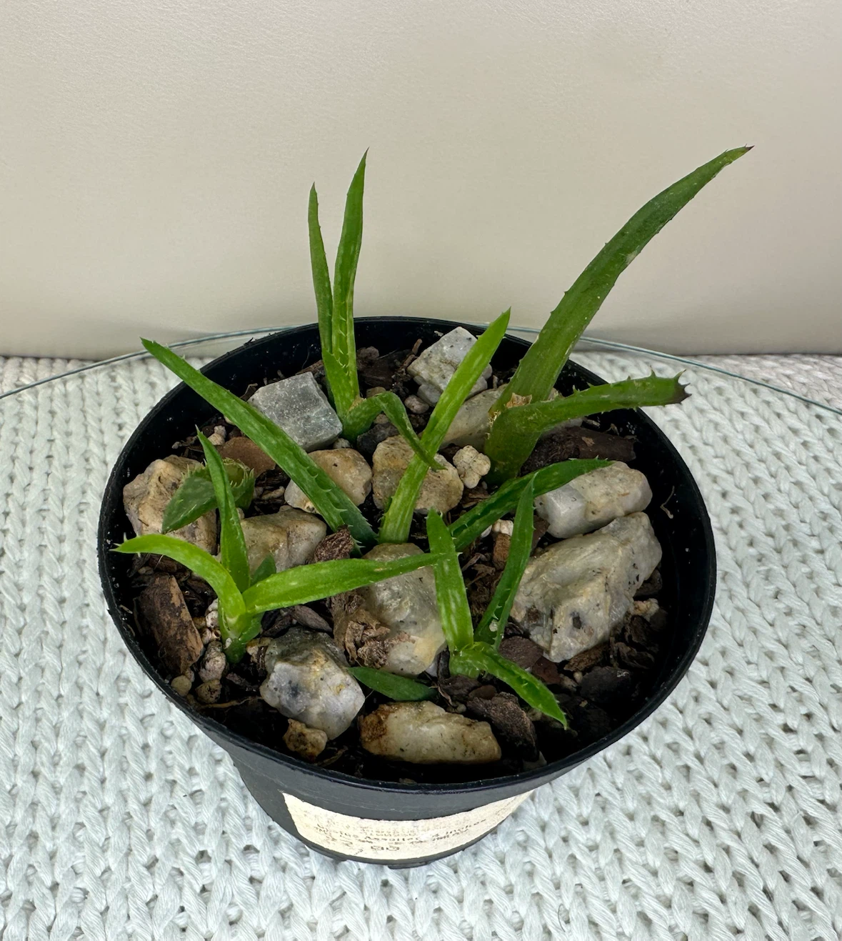 3” Potted Tiger Tooth Aloe Plant Propagated + $2 outer pot - photo 4