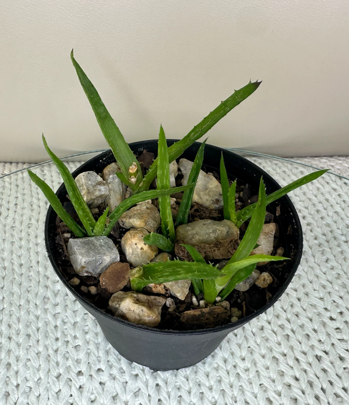 3” Potted Tiger Tooth Aloe Plant Propagated + $2 outer pot - photo 5