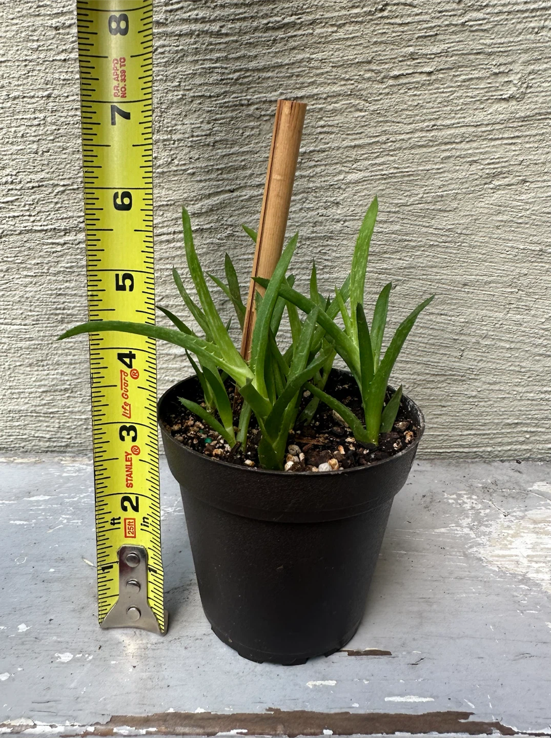 3” Potted Tiger Tooth Aloe Plant + Cover Pots $$
