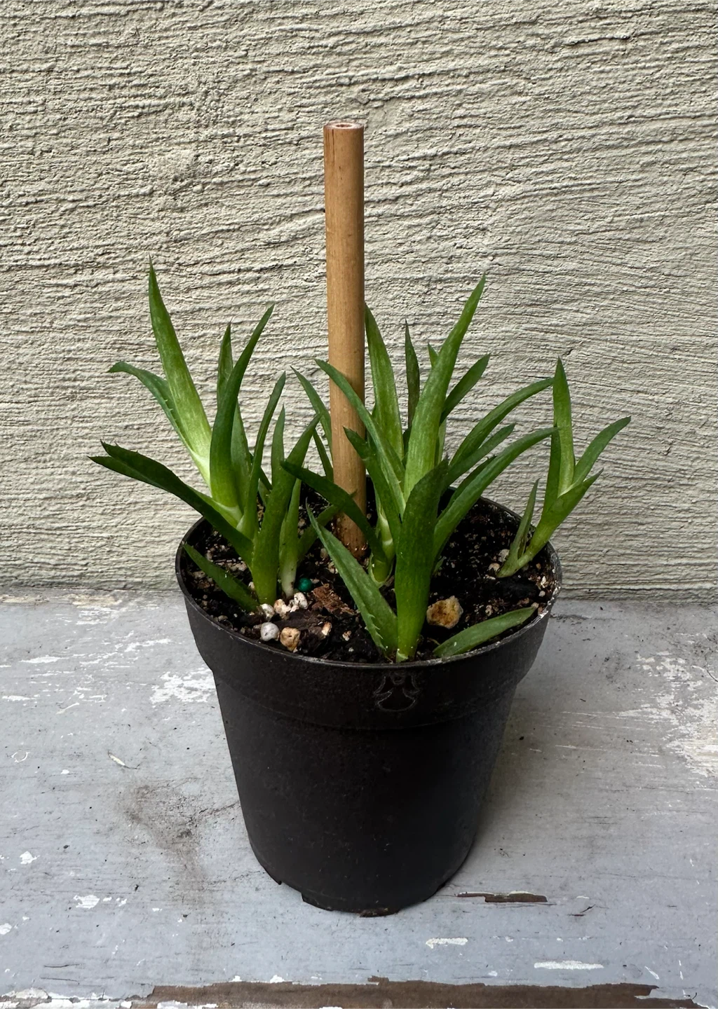 3” Potted Tiger Tooth Aloe Plant + Cover Pots $$ - photo 2