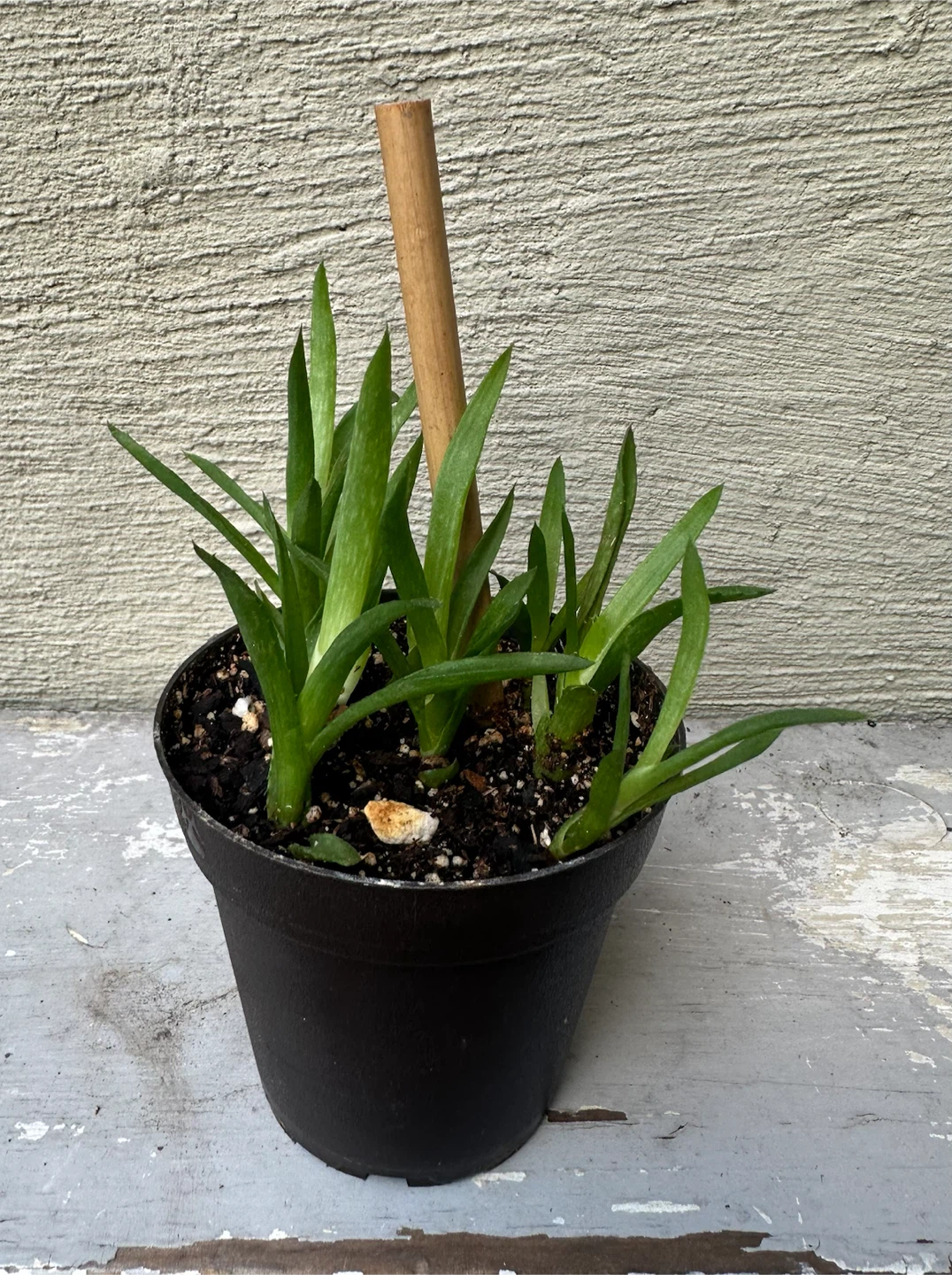 3” Potted Tiger Tooth Aloe Plant + Cover Pots $$ - photo 3