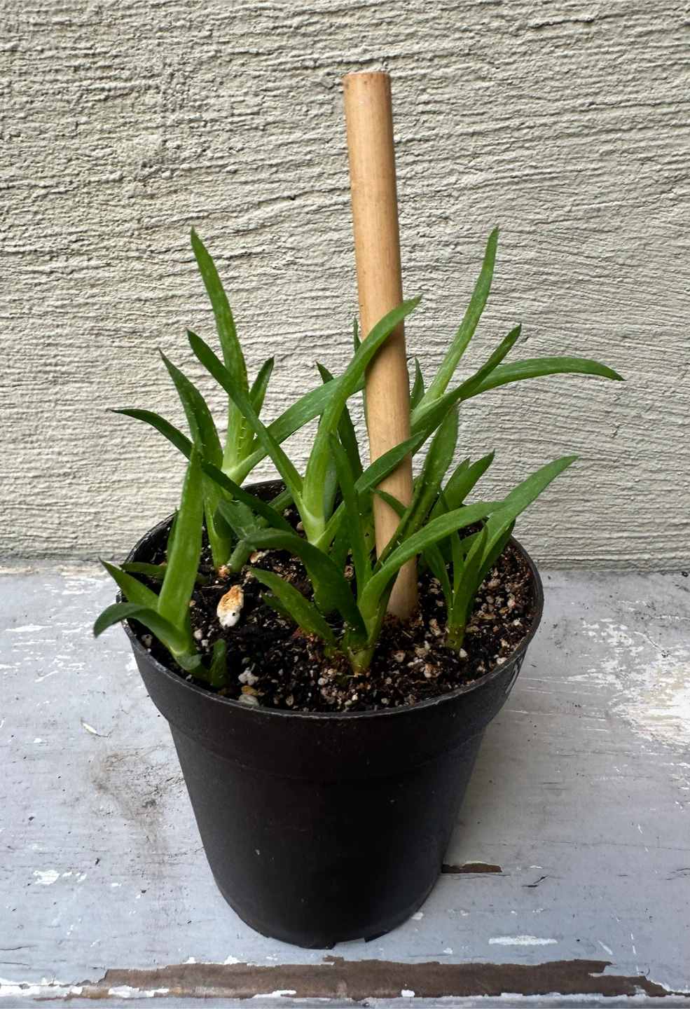 3” Potted Tiger Tooth Aloe Plant + Cover Pots $$ - photo 4