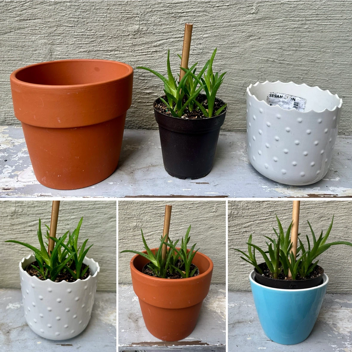 3” Potted Tiger Tooth Aloe Plant + Cover Pots $$ - photo 5