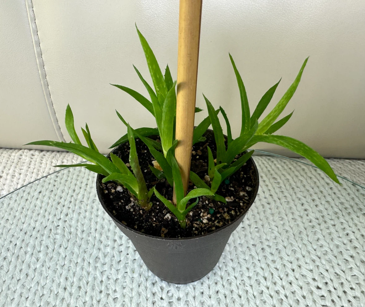 3” Potted Tiger Tooth Aloe Plant + Cover Pot $$ - photo 5