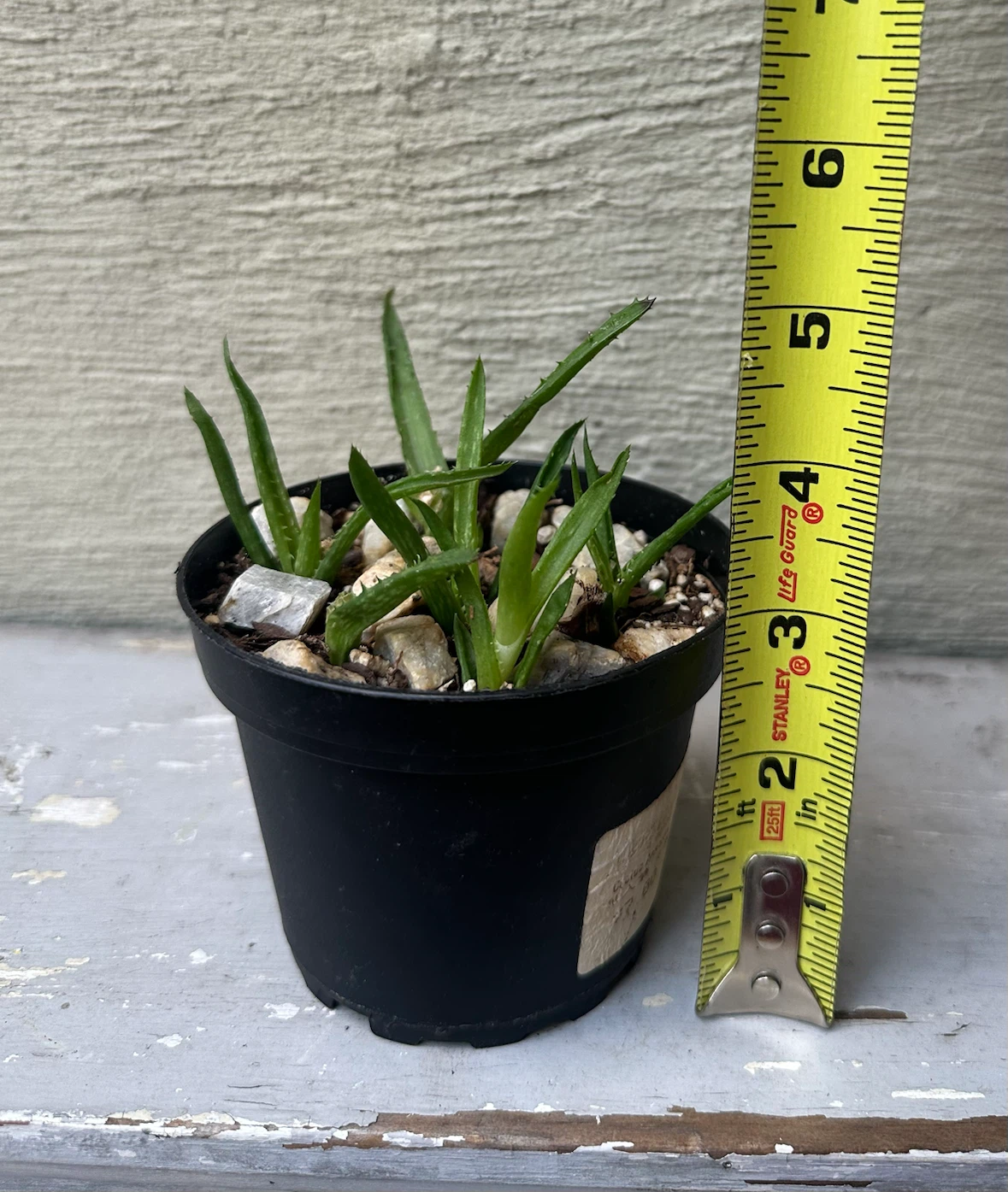 3” Potted Tiger Tooth Aloe Plant Propagated + $2 outer pot