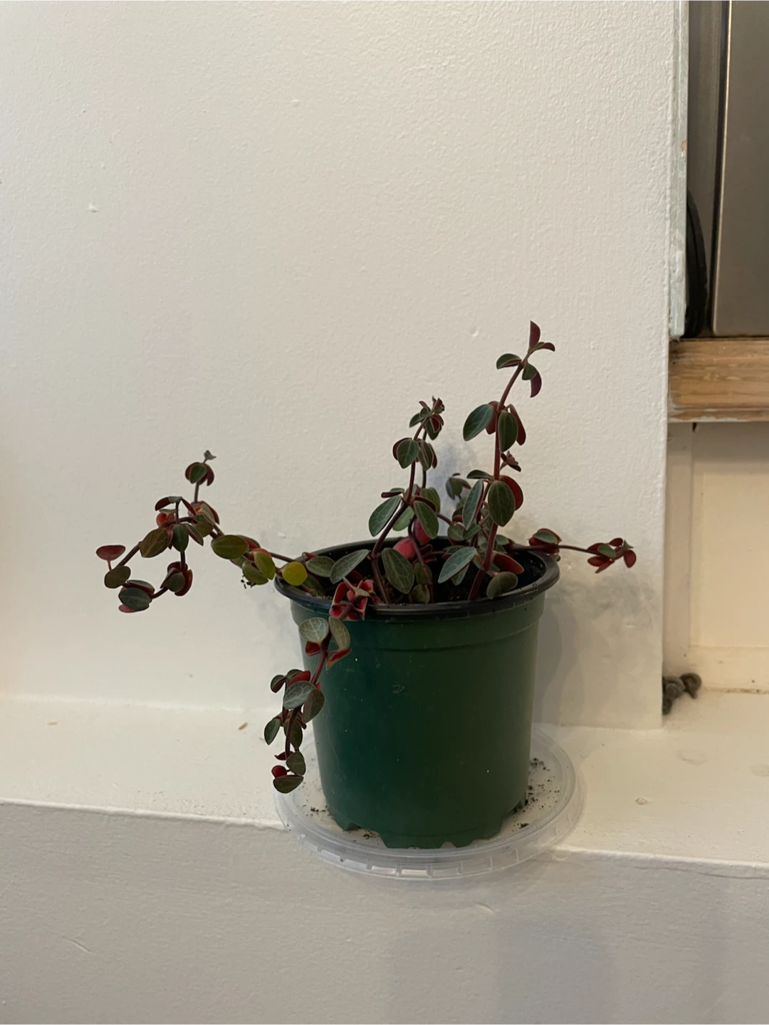 Peperomia Plant in Green Pot