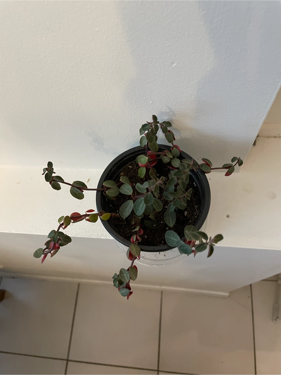 Peperomia Plant in Green Pot - photo 2