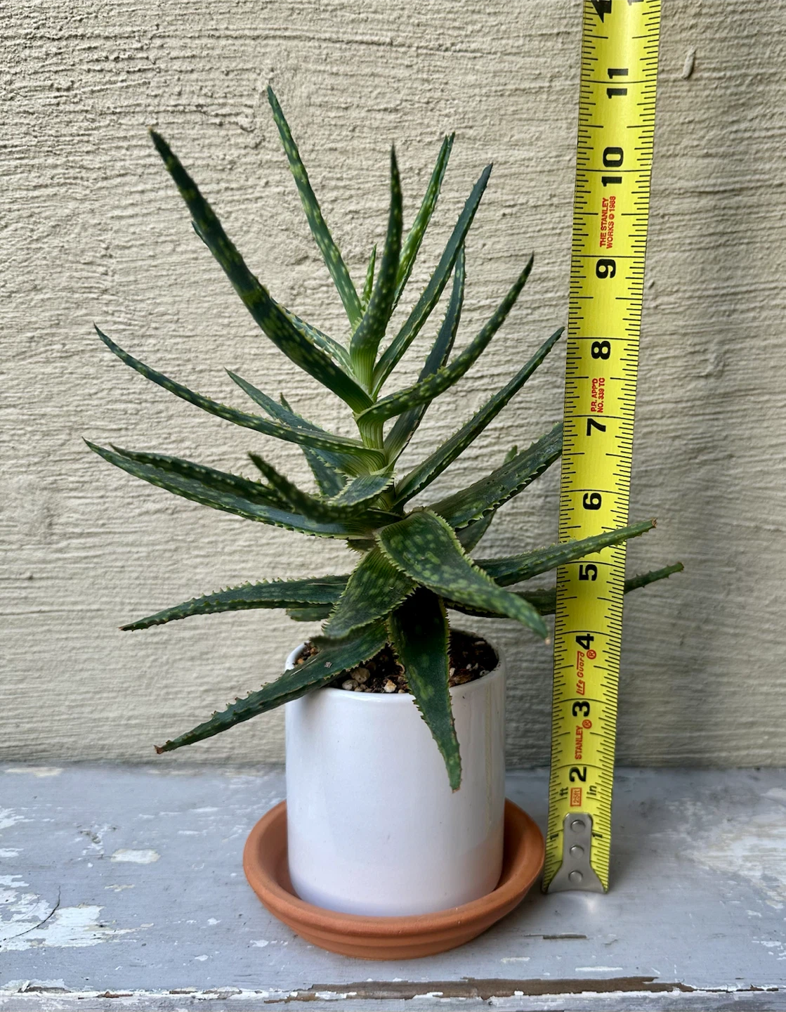 Hybrid Aloe plant in 3.25” white ceramic pot w/ saucer