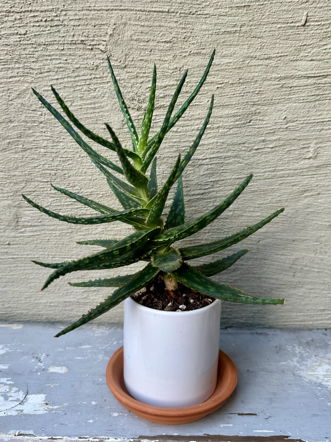Hybrid Aloe plant in 3.25” white ceramic pot w/ saucer - photo 2