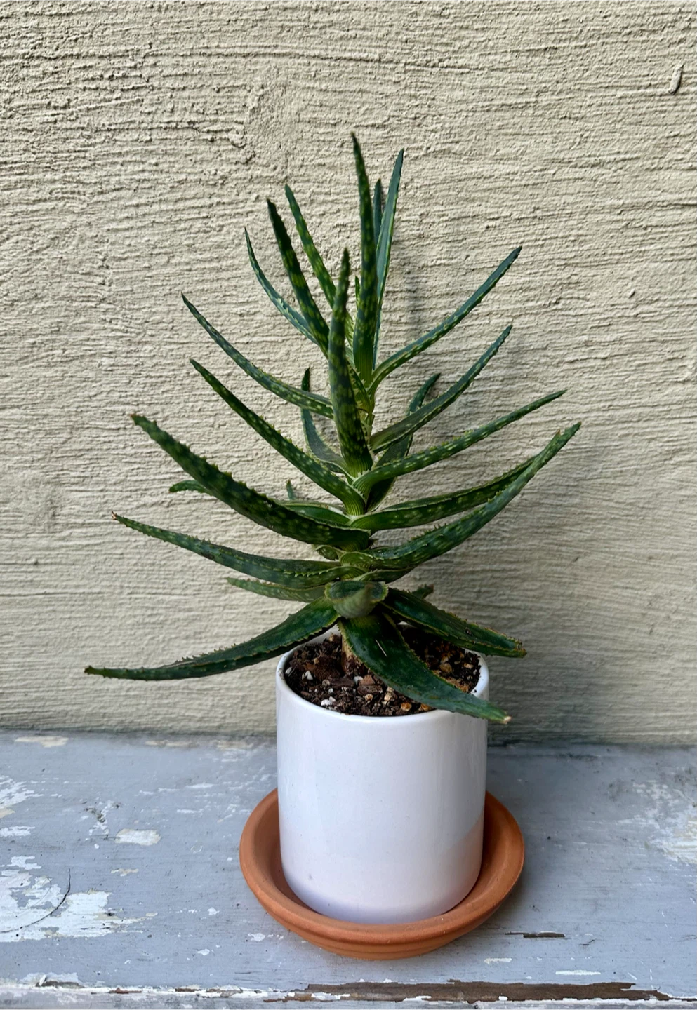 Hybrid Aloe plant in 3.25” white ceramic pot w/ saucer - photo 3