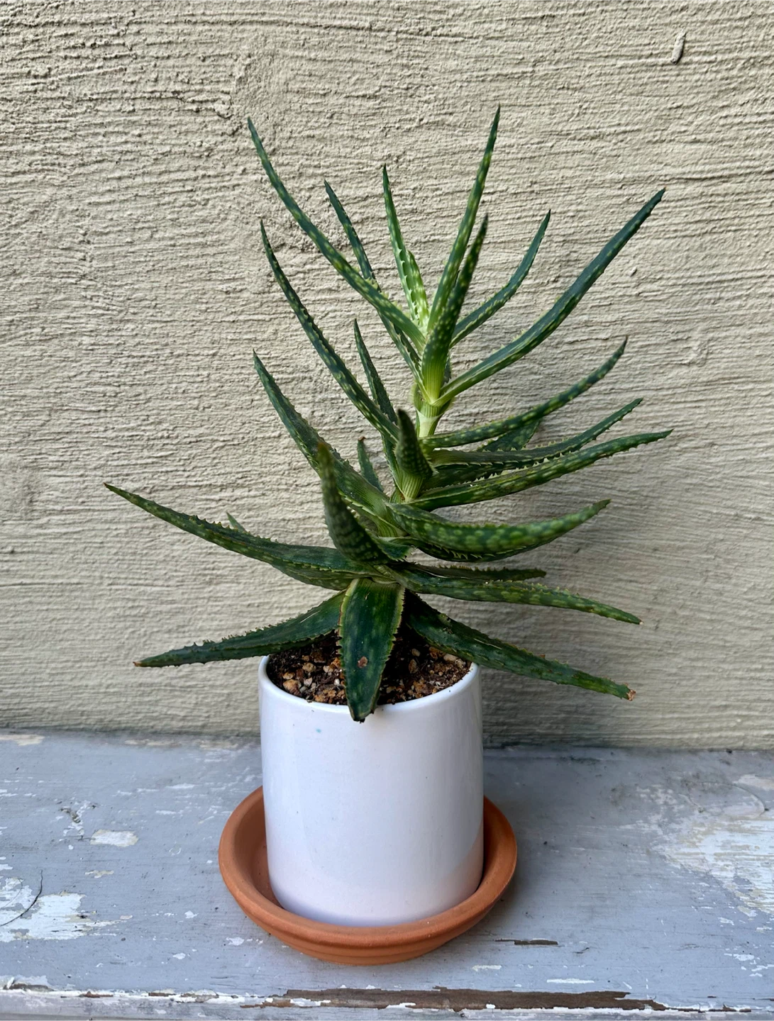 Hybrid Aloe plant in 3.25” white ceramic pot w/ saucer - photo 4