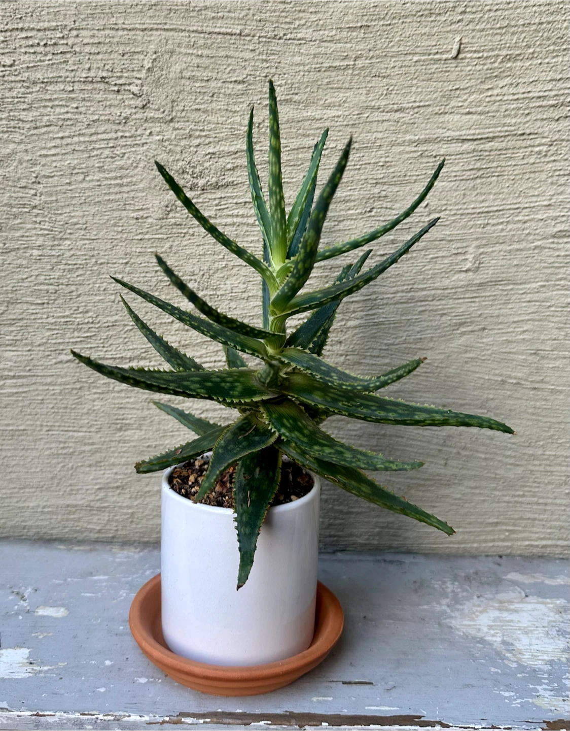 Hybrid Aloe plant in 3.25” white ceramic pot w/ saucer - photo 5