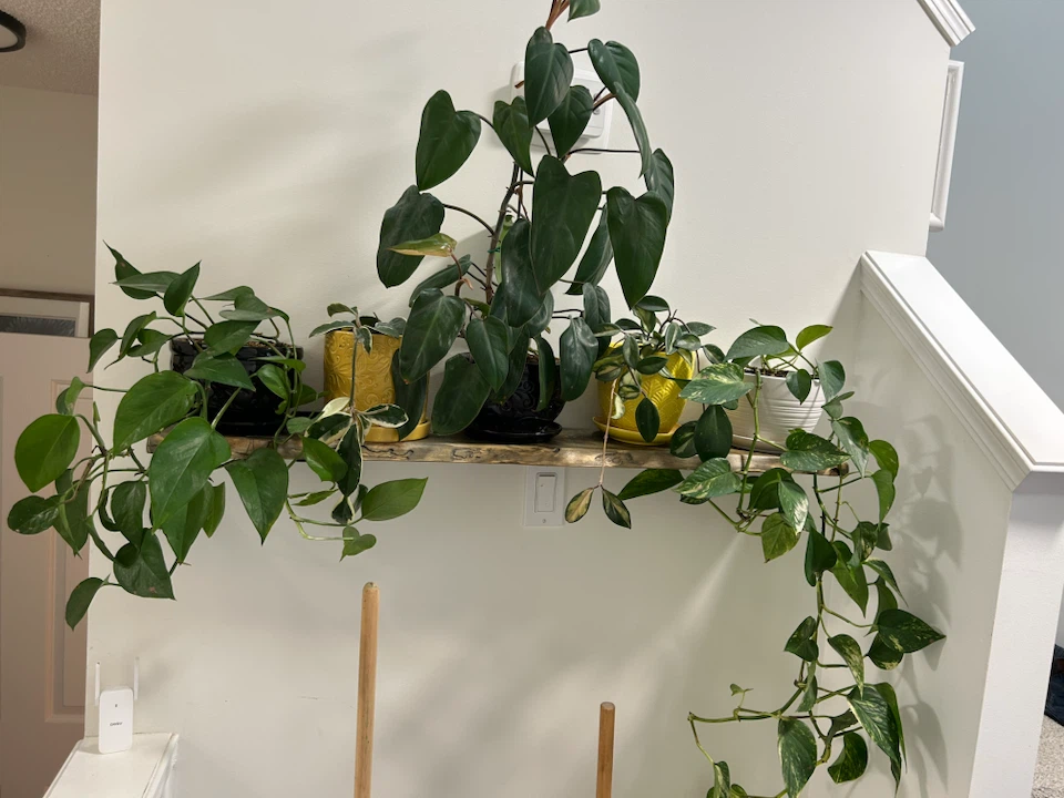 Plant Lot