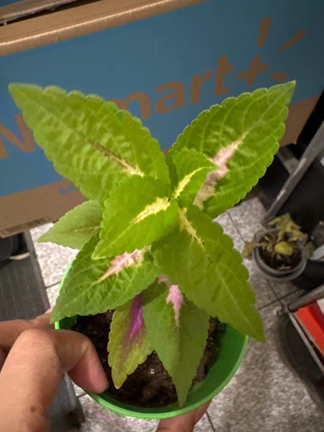 Potted Coleus Plant
