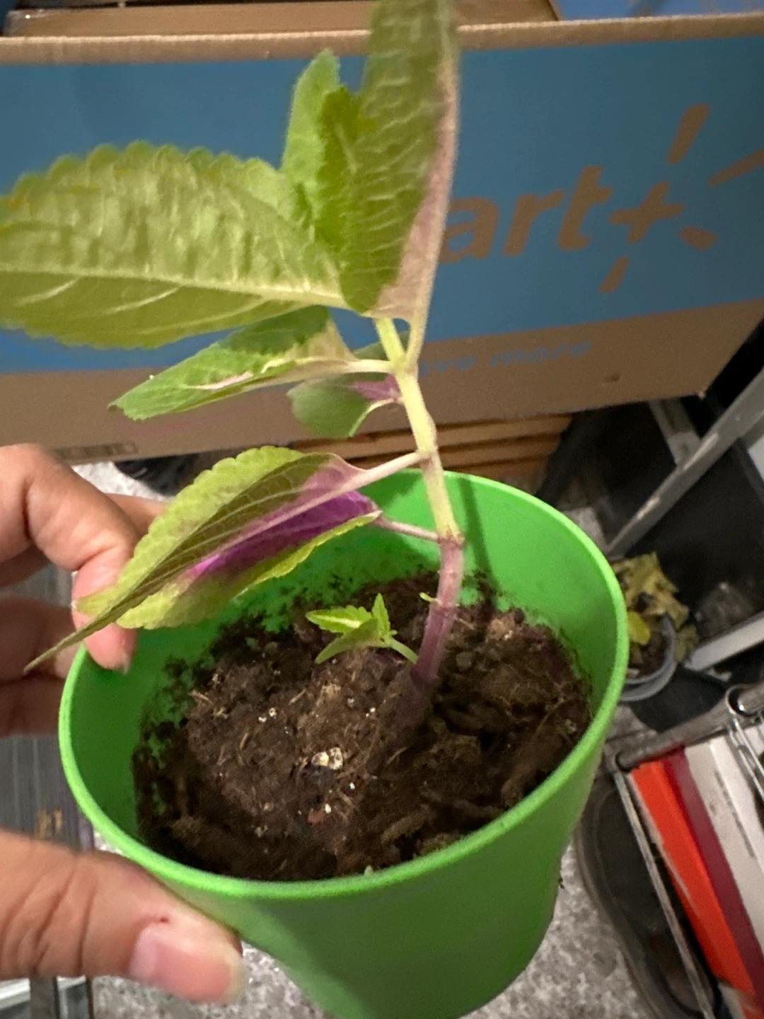 Potted Coleus Plant - photo 2