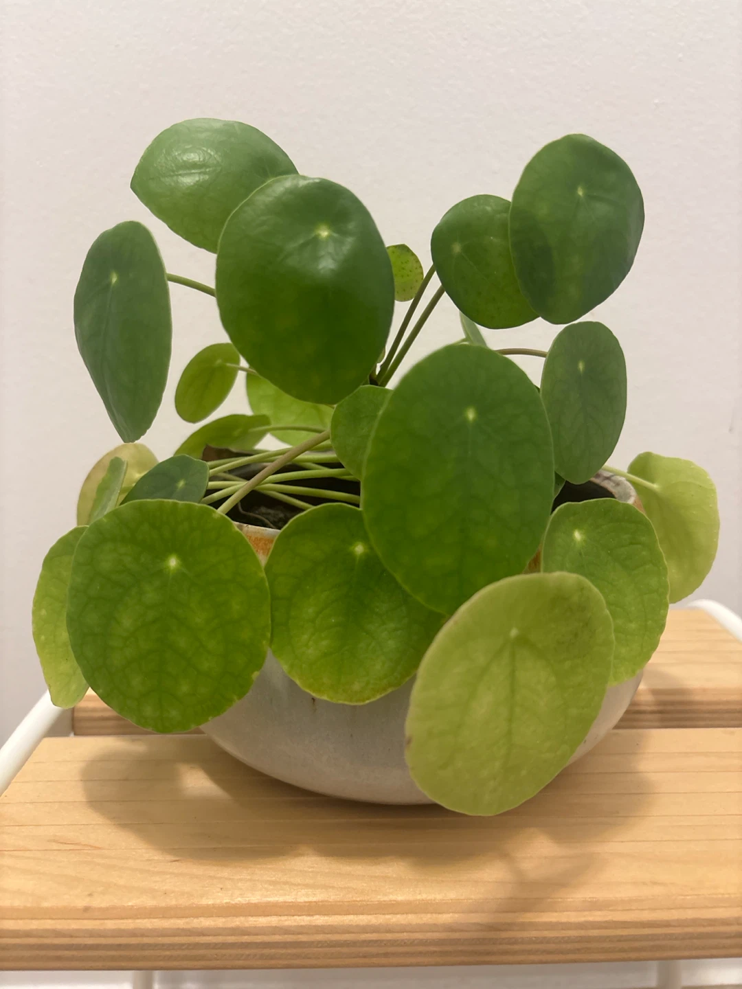 Pilea Peperomioides Plant in Pot