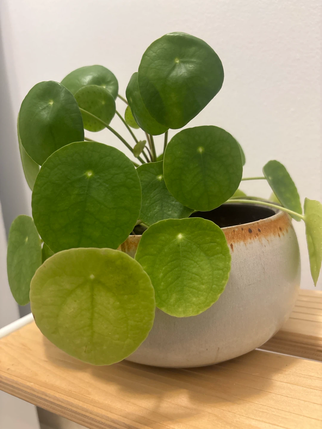 Pilea Peperomioides Plant in Pot - photo 2