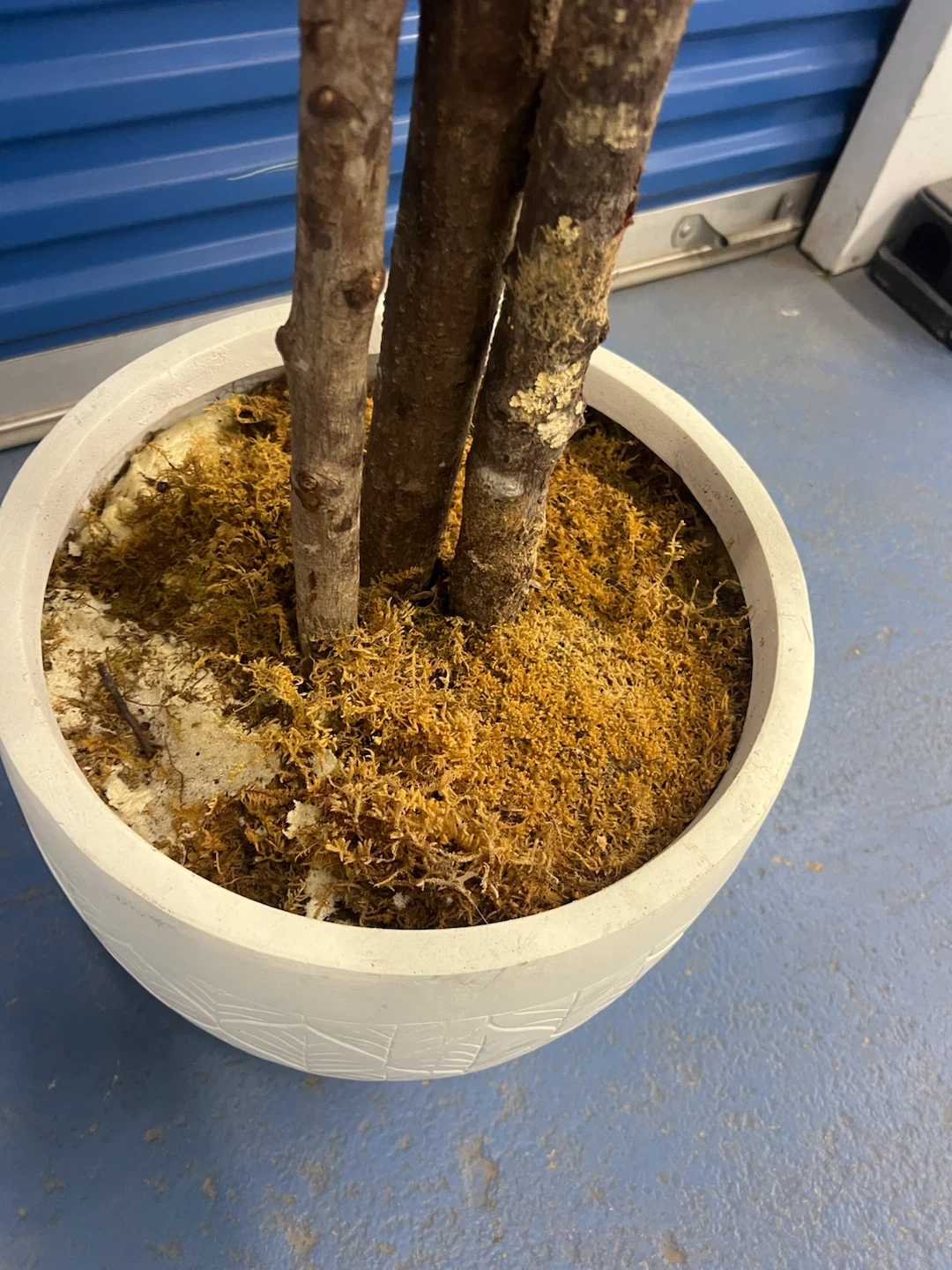 Artificial Ficus Tree in Decorative Pot - photo 3
