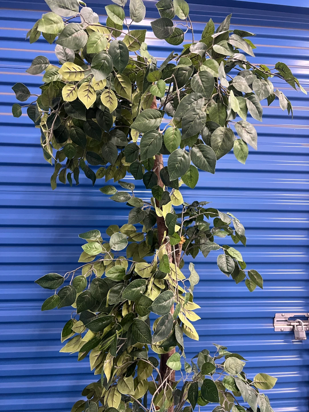 Artificial Ficus Tree in Decorative Pot - photo 5