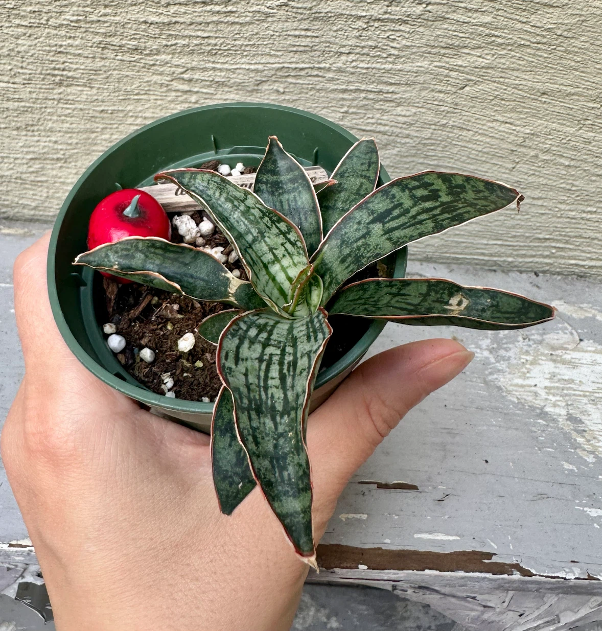 Rare Sansevieria Cleopatra Snake plant in 3” green nursery pot