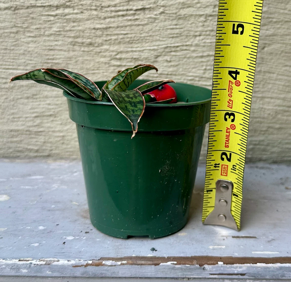 Rare Sansevieria Cleopatra Snake plant in 3” green nursery pot - photo 2