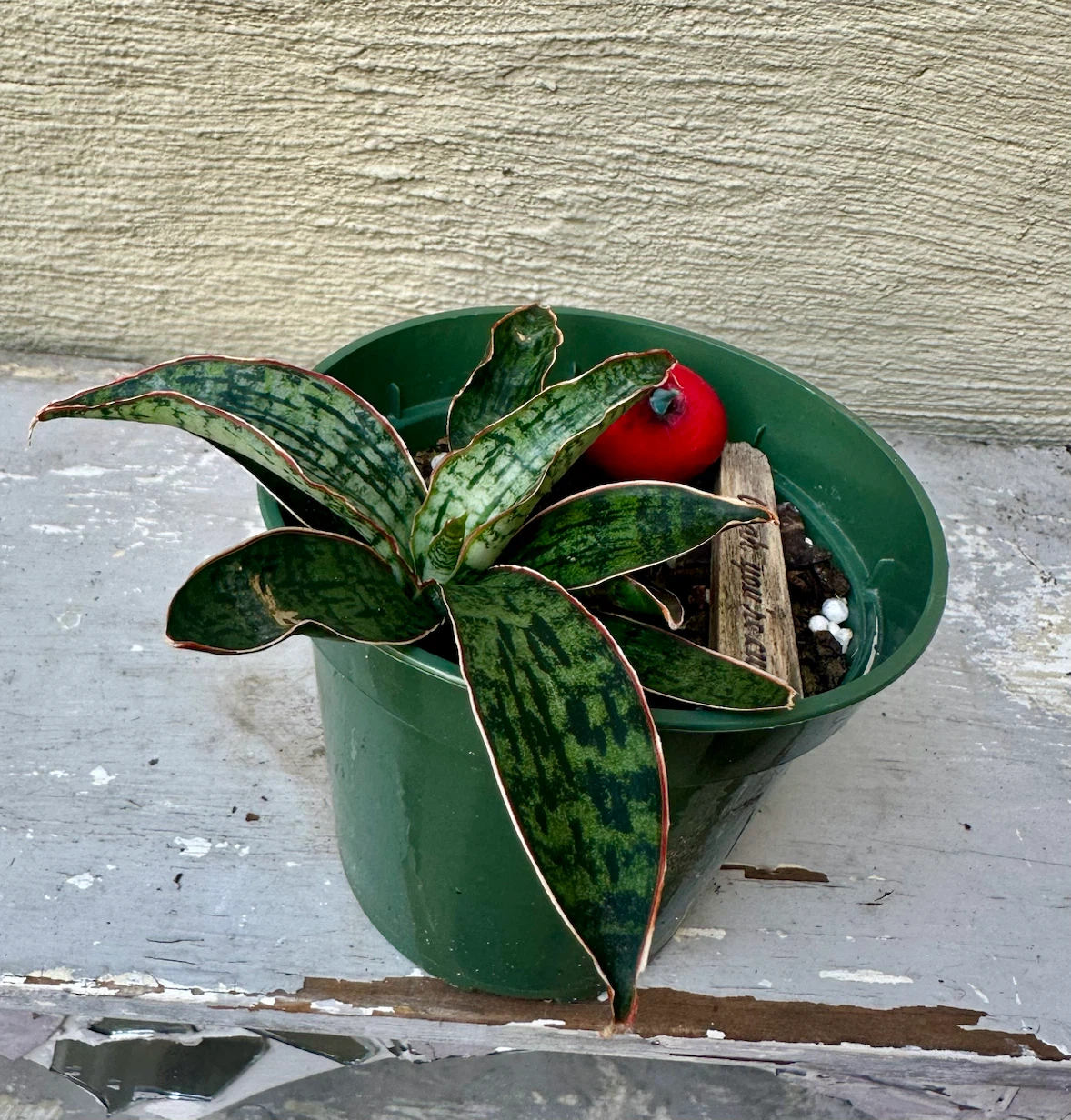 Rare Sansevieria Cleopatra Snake plant in 3” green nursery pot - photo 3