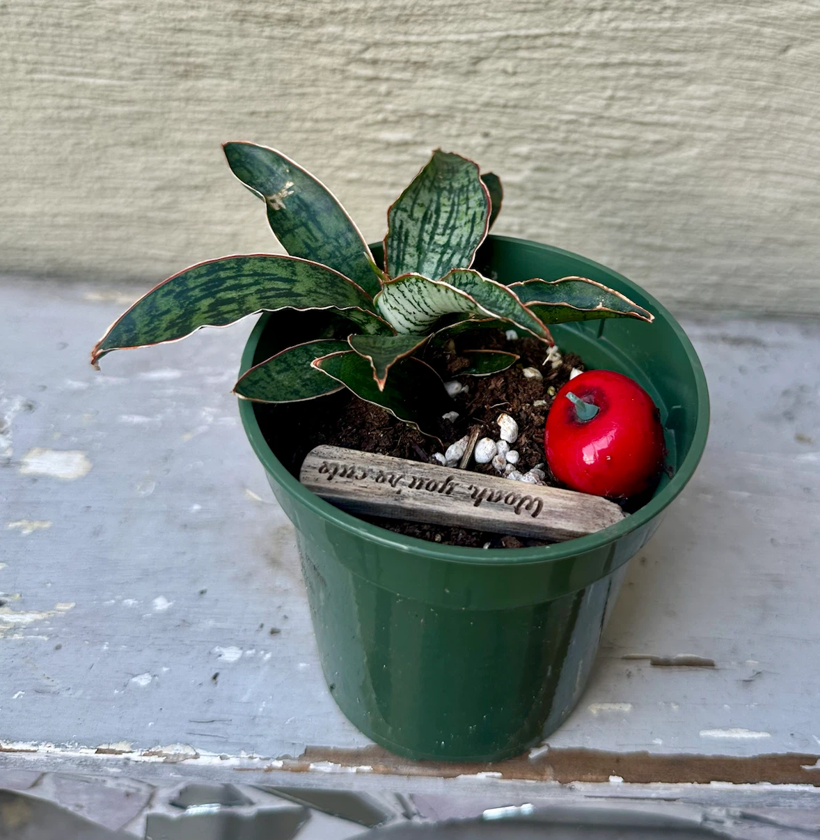 Rare Sansevieria Cleopatra Snake plant in 3” green nursery pot - photo 4
