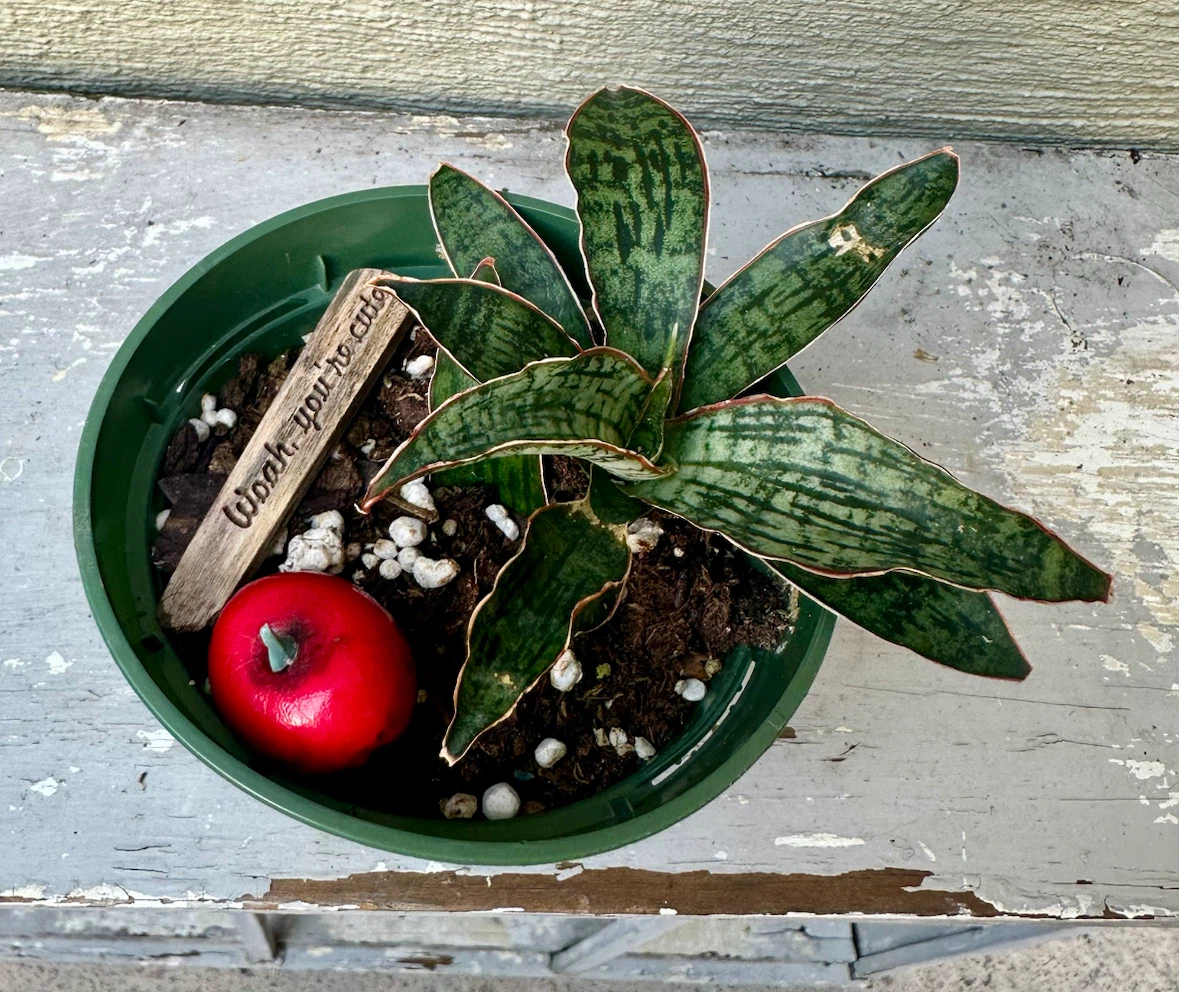 Rare Sansevieria Cleopatra Snake plant in 3” green nursery pot - photo 5