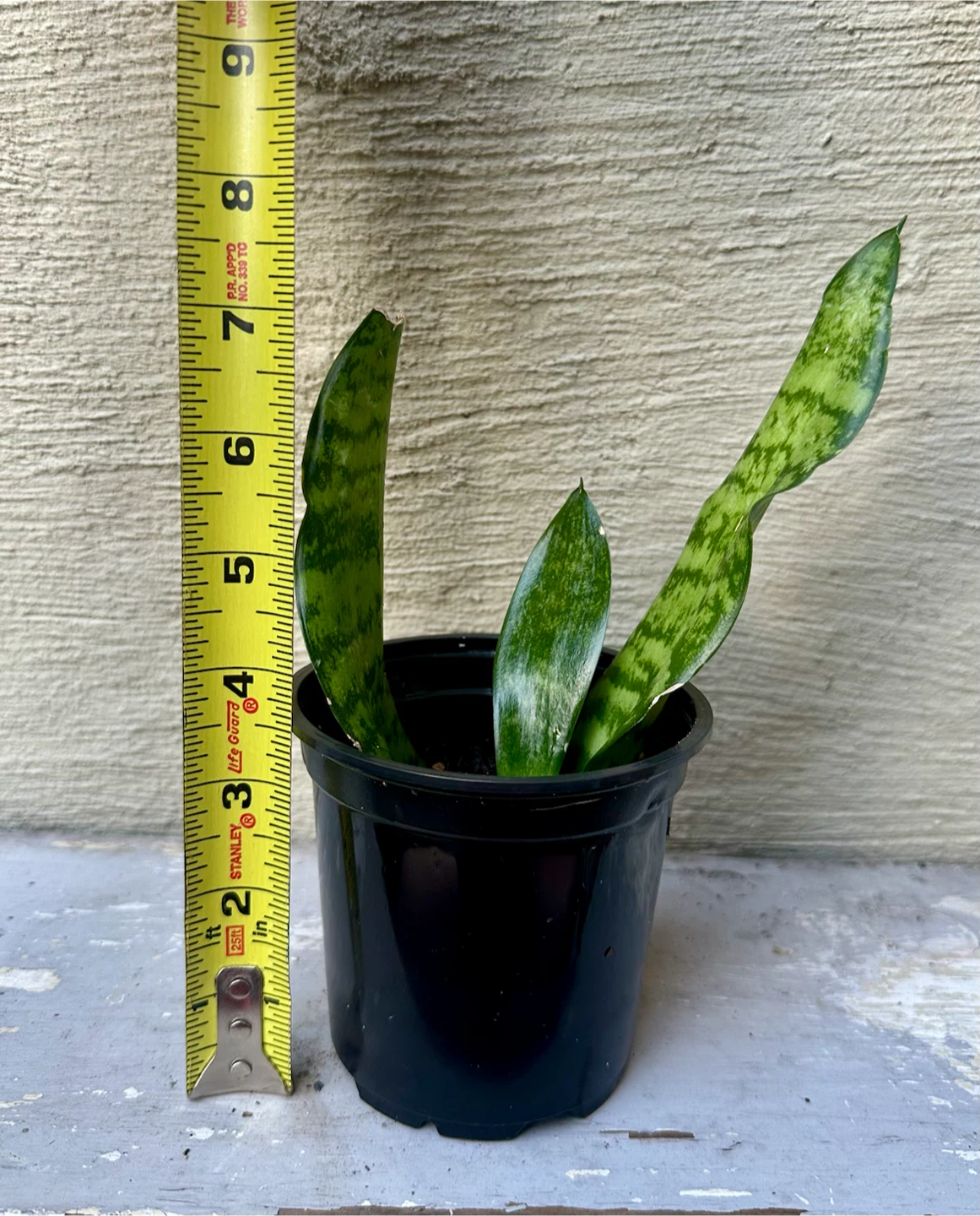 Propagated Snake Plant 3.5” nursery pot Live Sansevieria