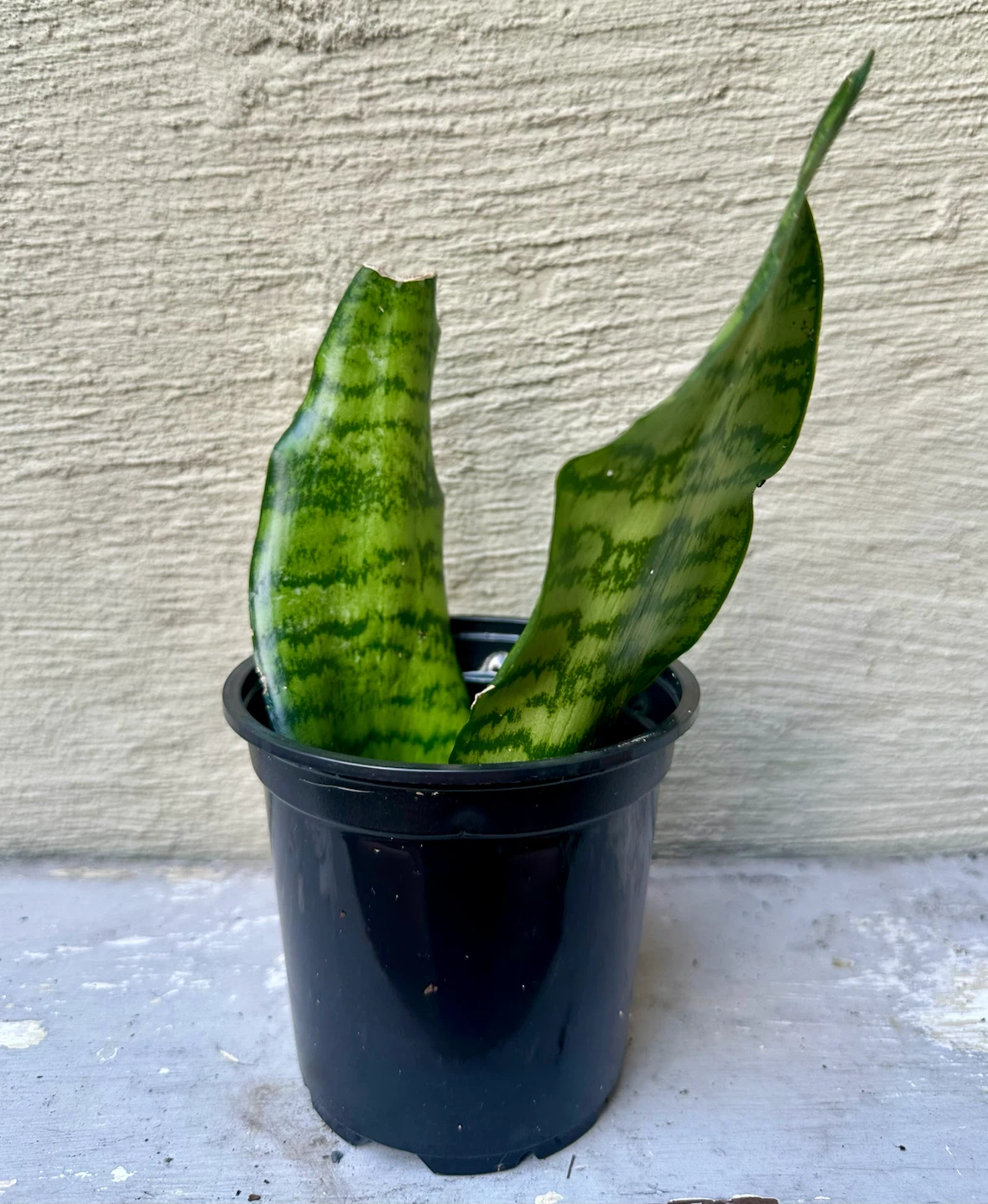 Propagated Snake Plant 3.5” nursery pot Live Sansevieria - photo 2