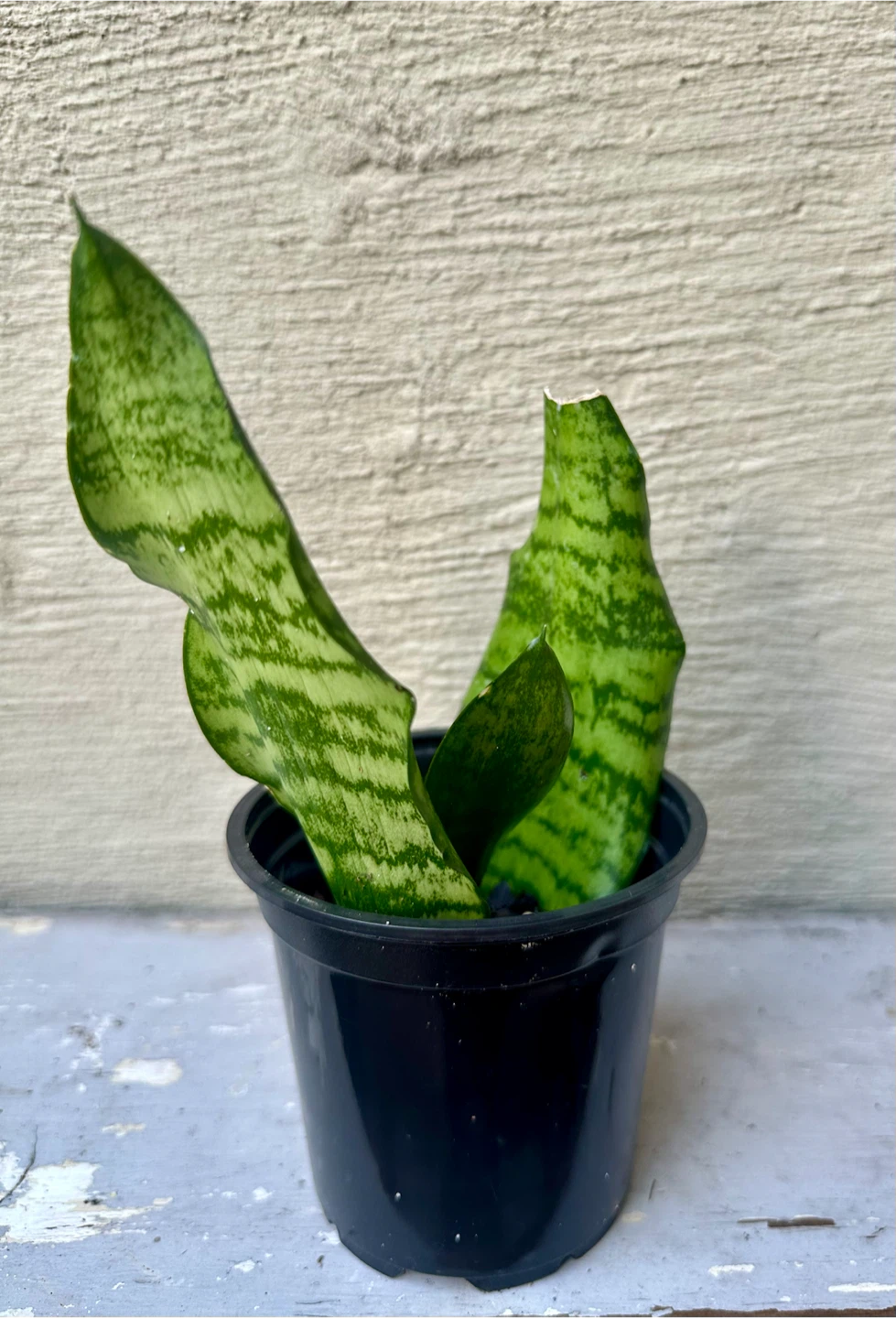 Propagated Snake Plant 3.5” nursery pot Live Sansevieria - photo 3