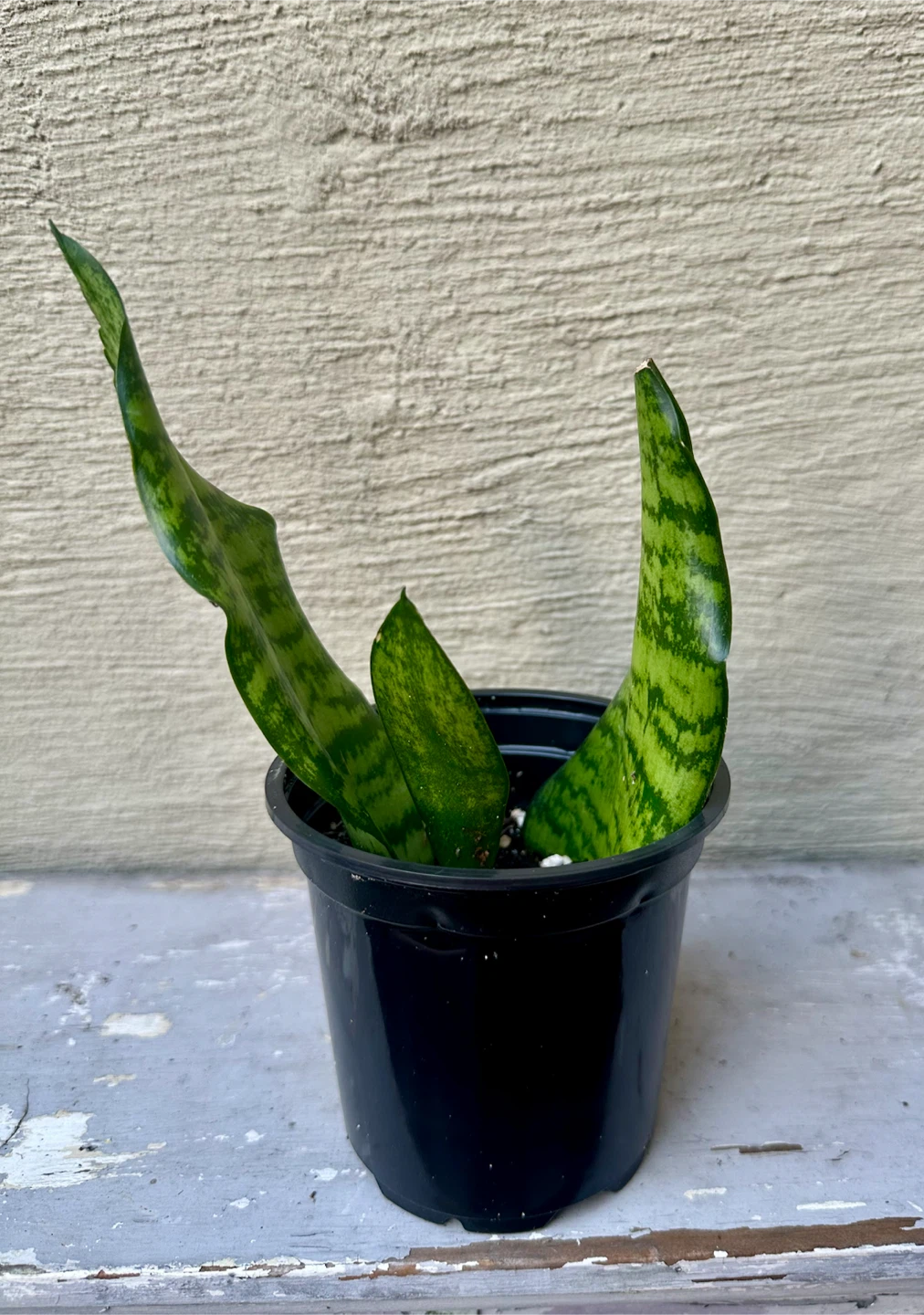 Propagated Snake Plant 3.5” nursery pot Live Sansevieria - photo 4