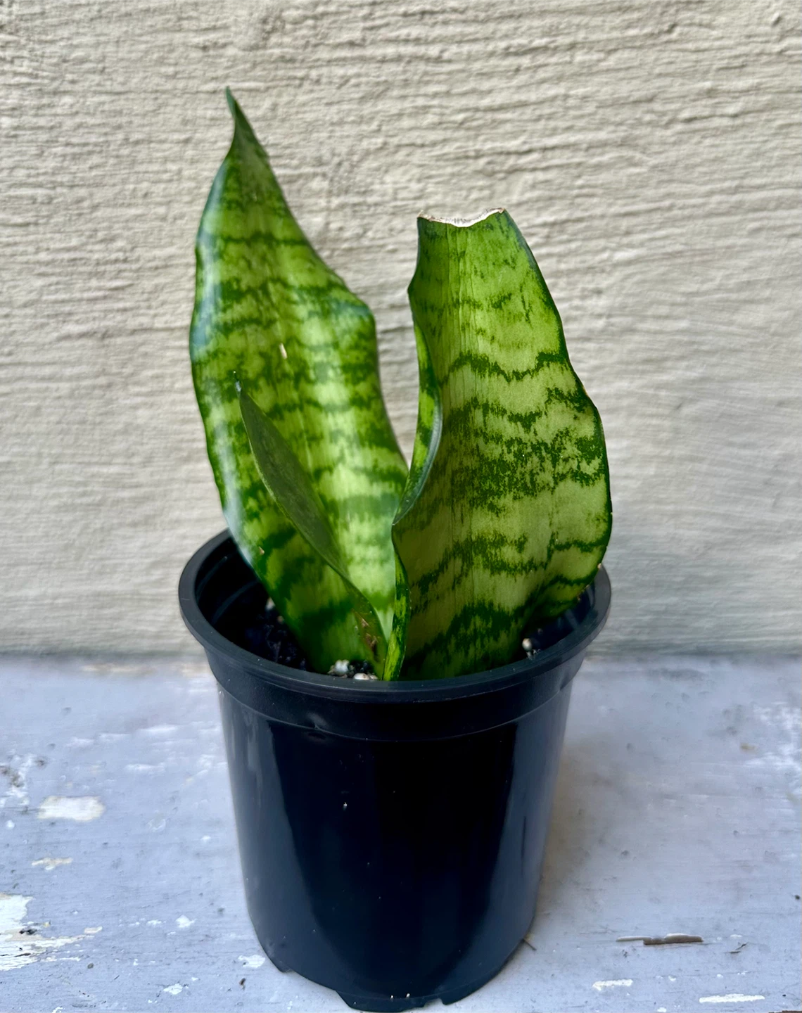 Propagated Snake Plant 3.5” nursery pot Live Sansevieria - photo 5