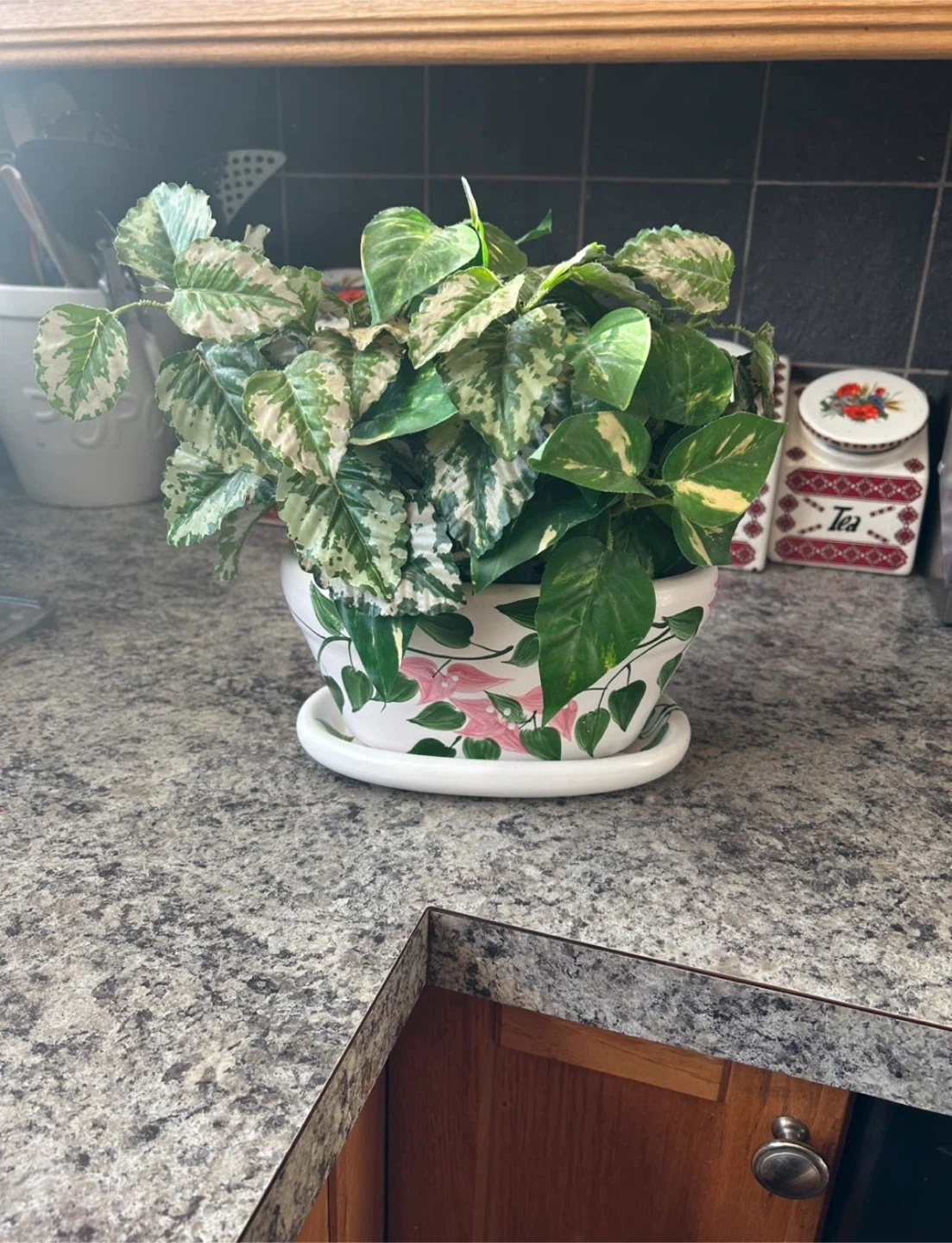 Pothos Plant in Decorative Pot