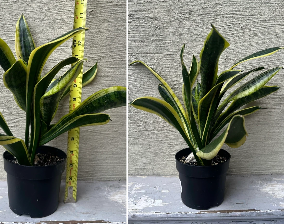 4” Sansevieria Trifiasciata Snake Plant / Cover Pot extra $$