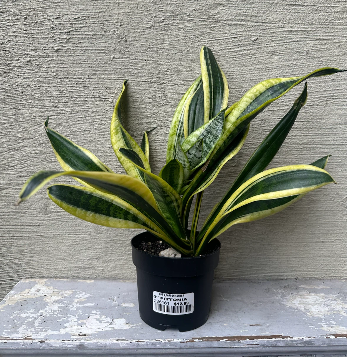 4” Sansevieria Trifiasciata Snake Plant / Cover Pot extra $$ - photo 2