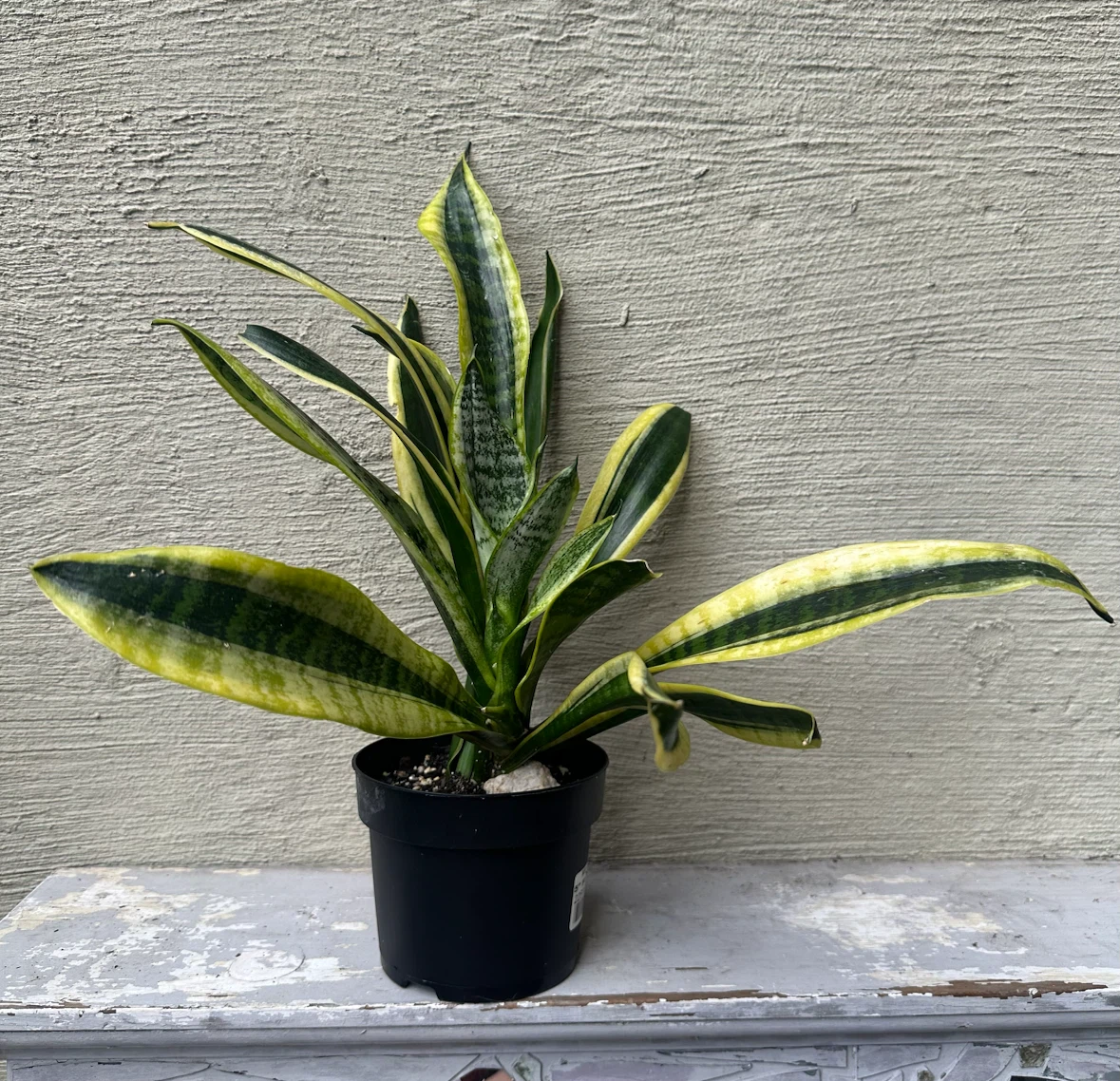 4” Sansevieria Trifiasciata Snake Plant / Cover Pot extra $$ - photo 3